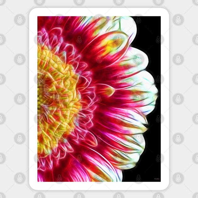 Gerbera Daisy Close Up Sticker by danieljanda